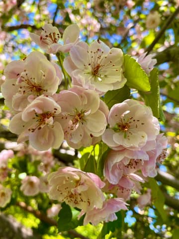 Stunning Hawthorne Tree Blooms