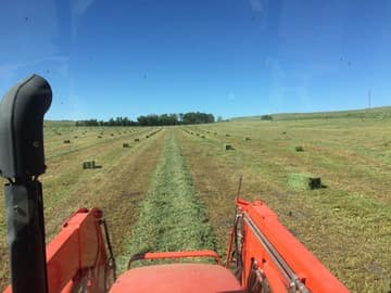 Alfalfa harvested 3x a year